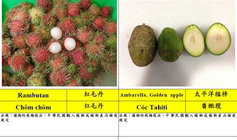 海葡萄可以帶回台灣嗎|入境旅客攜帶常見動植物或其產品檢疫規定參考表